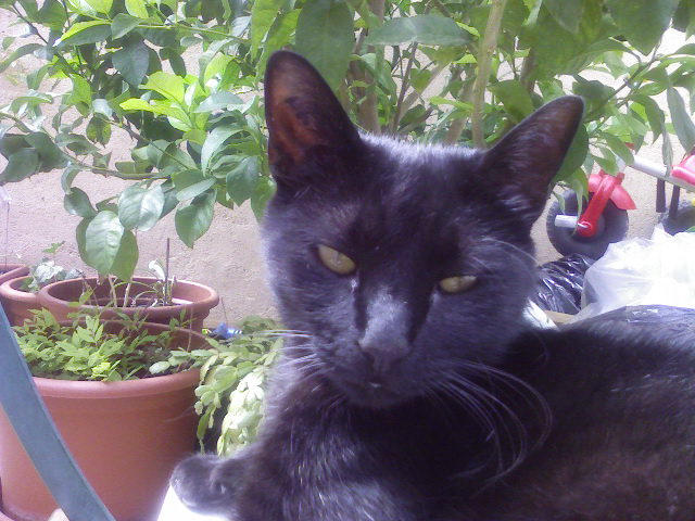 Pour le prénom c'est ma mère...il était toujours après le citronnier